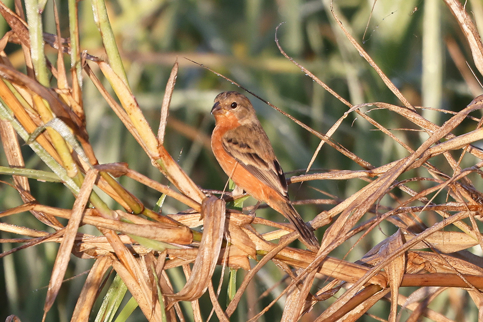 Sporophile-petit-louis_5.jpg Sporophile-petit-louis_5.jpg