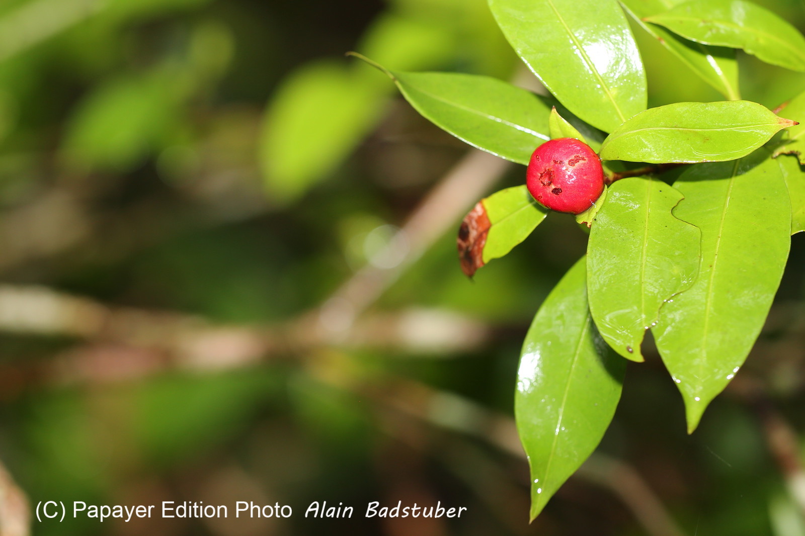 L'Australie à Cow Bay et Cape Tribulation en 2017 L'Australie à Cow Bay et Cape Tribulation en 2017