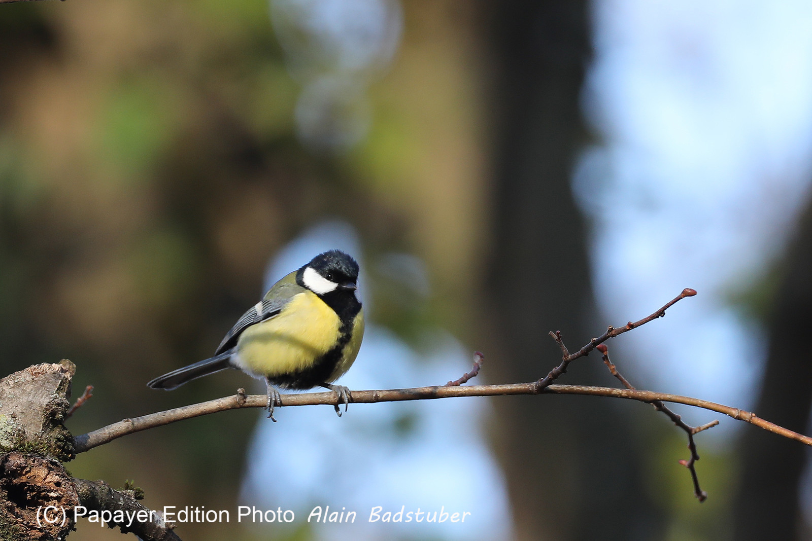 Faune et Flore de Suisse, 2022, Vaumarcus, Mésange Charbonnière
