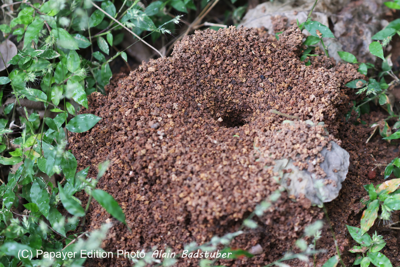 Punta Culebra Nature Center