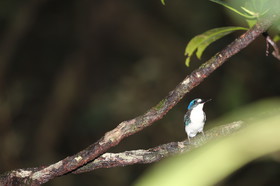 L'Australie à Cow Bay et Cape Tribulation en 2017