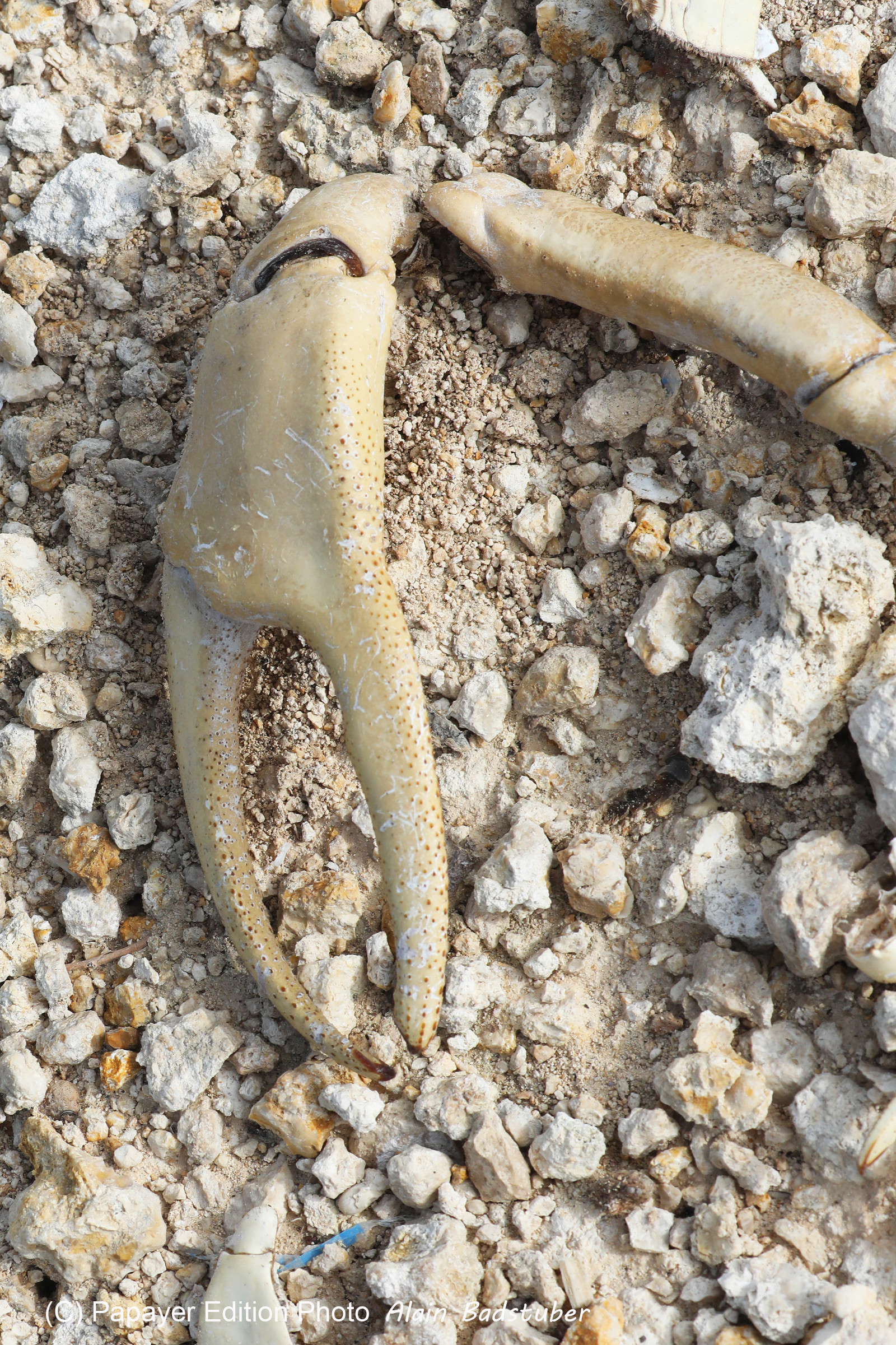 Deuxième séjour à Sarteneja, Bélize, Novembre - Décembre 2021