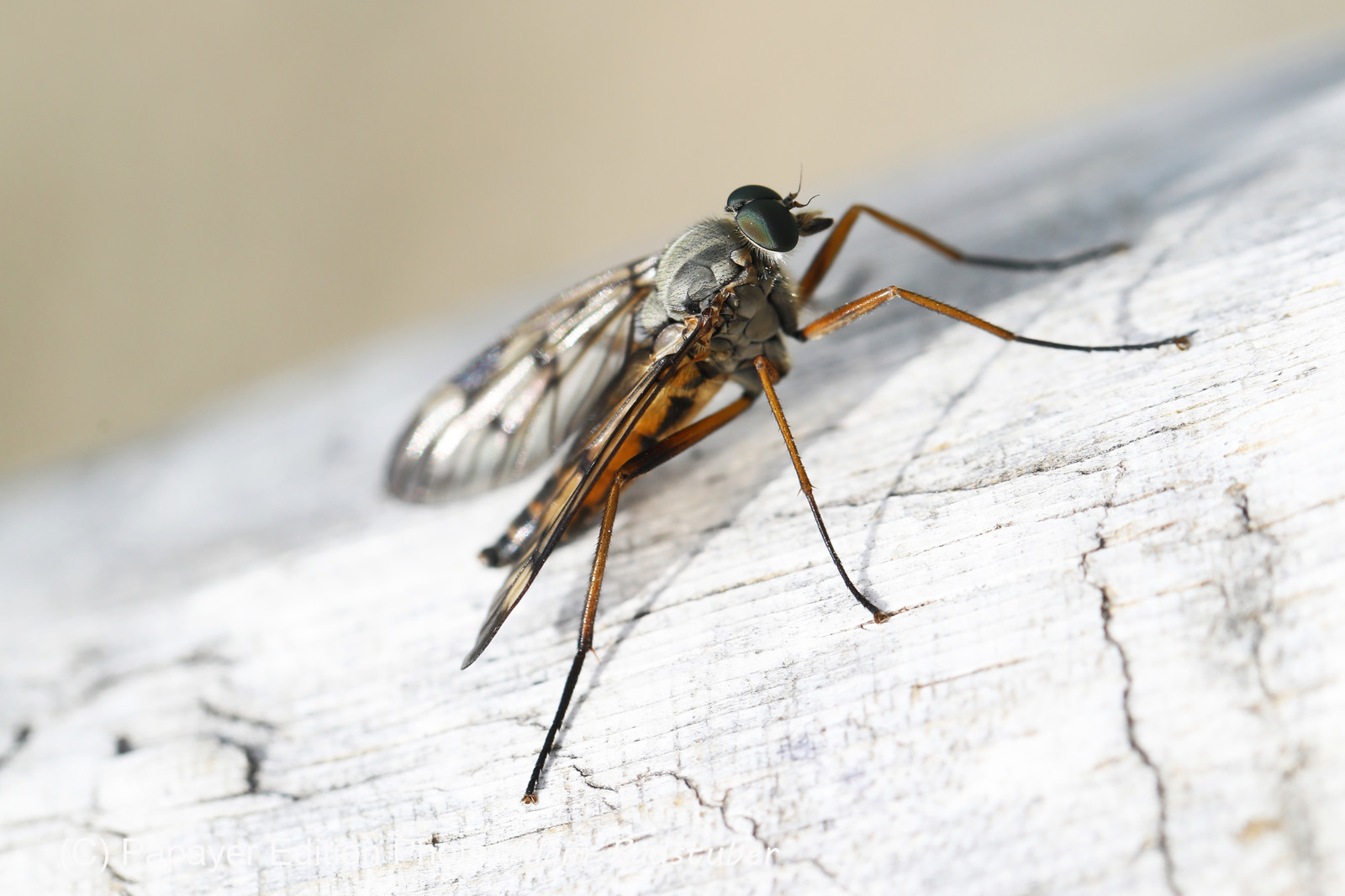 Encore une journée non favorable à la pratique de WingFoil Encore une journée non favorable à la pratique de WingFoil