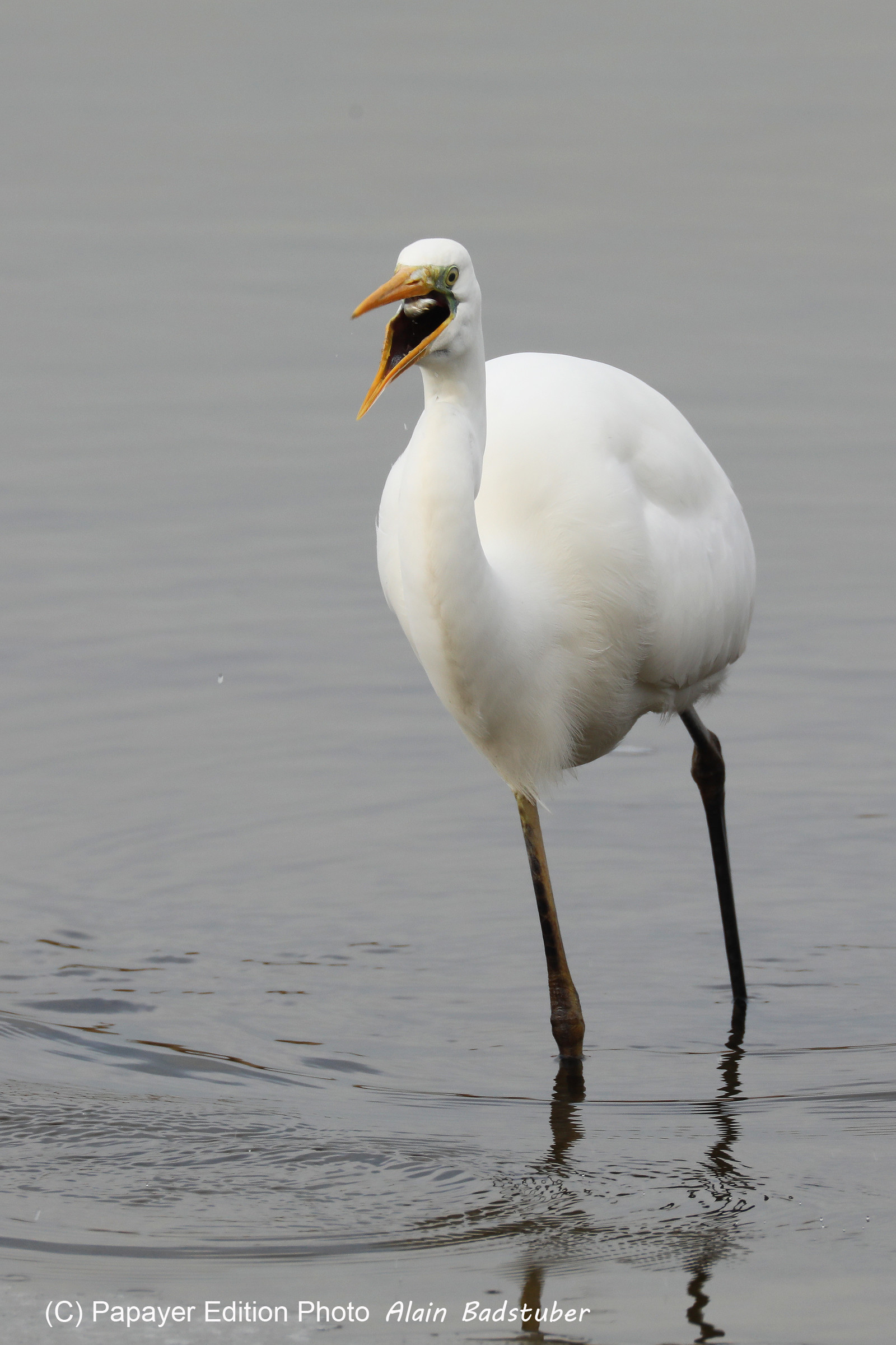Faune et Flore de Suisse, 2022, Champs-Pittet, Grande Aigrette Faune et Flore de Suisse, 2022, Champs-Pittet, Grande Aigrette