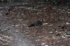 Images_Belize_2011_360