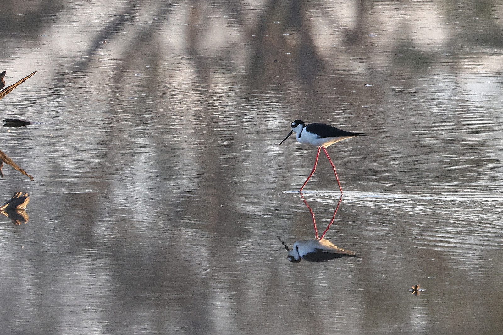 Echasse-d-amerique_2.jpg Echasse-d-amerique_2.jpg