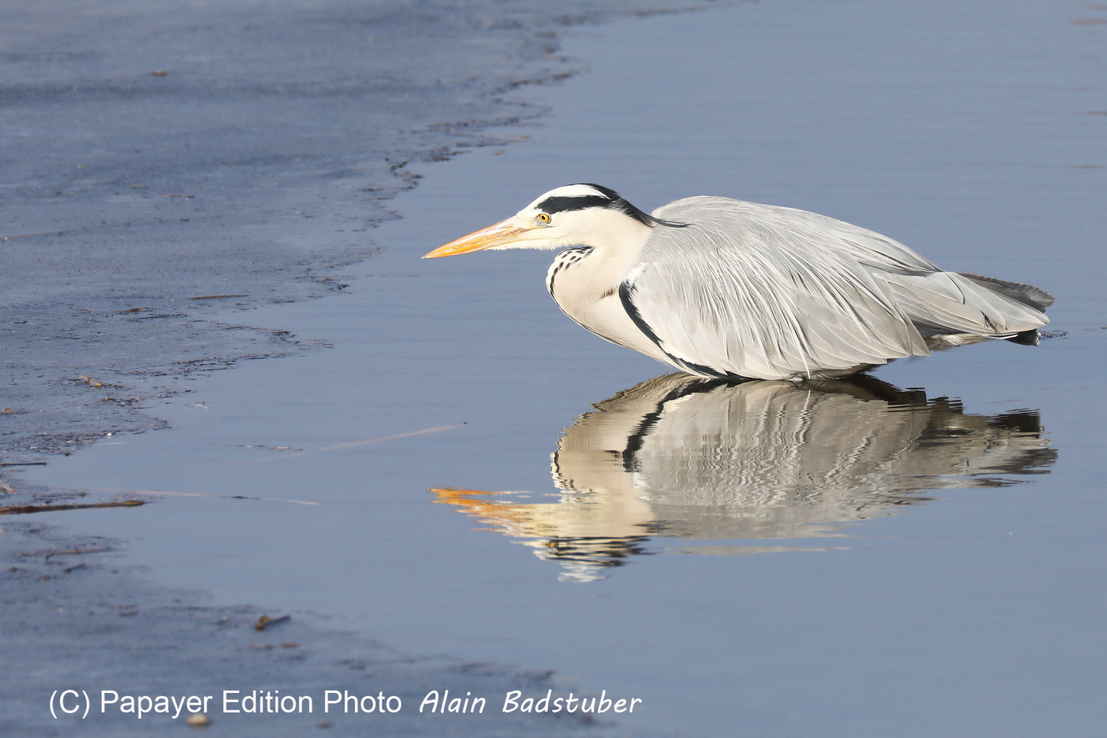 Faune et Flore de Suisse, 2022, Champs-Pittet, Heron cendré Faune et Flore de Suisse, 2022, Champs-Pittet, Heron cendré