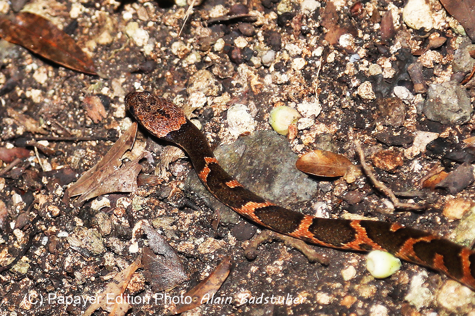 Serpents du Belize, Cat eyed snake, Leptodeira frenata Serpents du Belize, Cat eyed snake, Leptodeira frenata