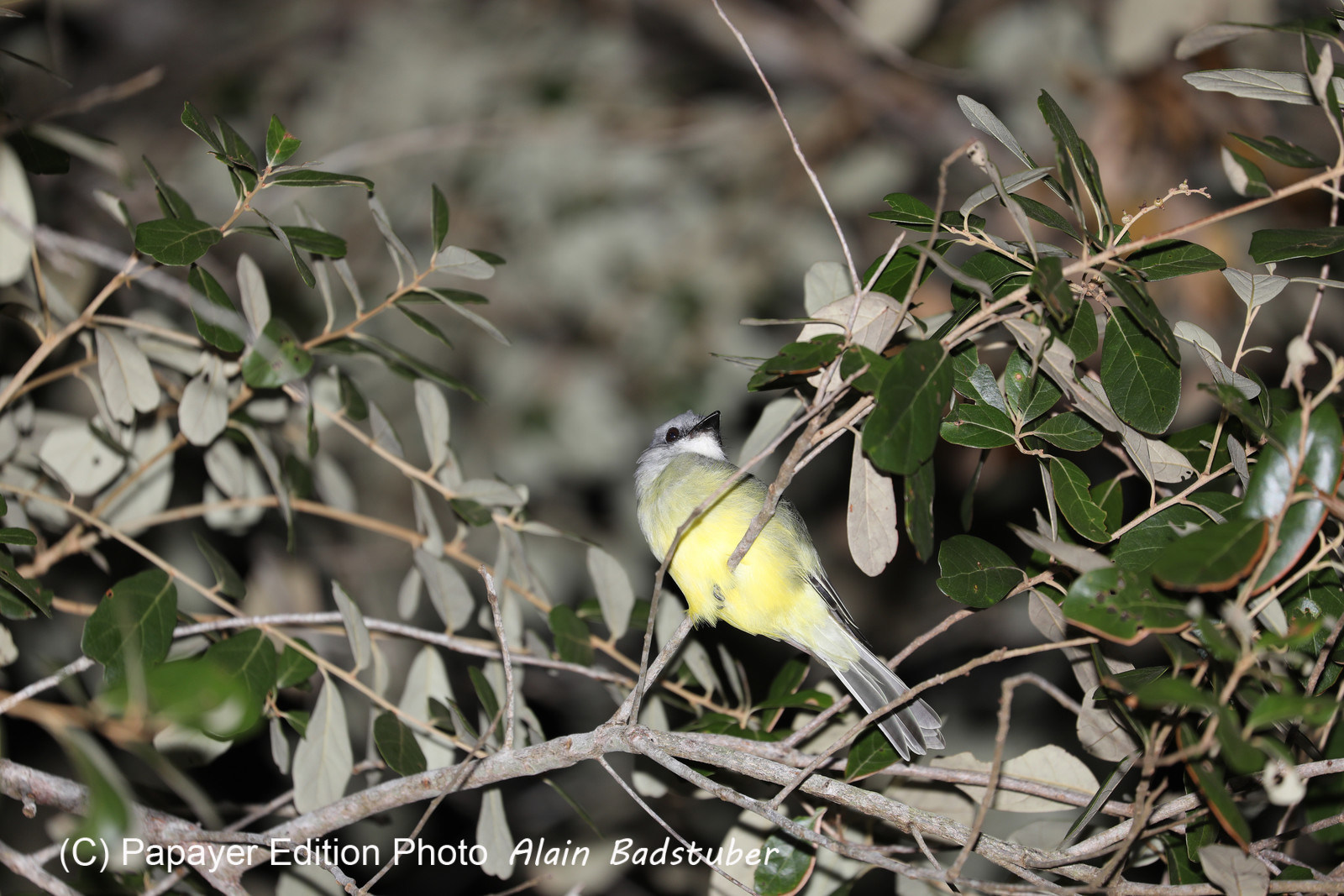 Premier séjour à Crooked Tree , au Bélize en octobre 2021