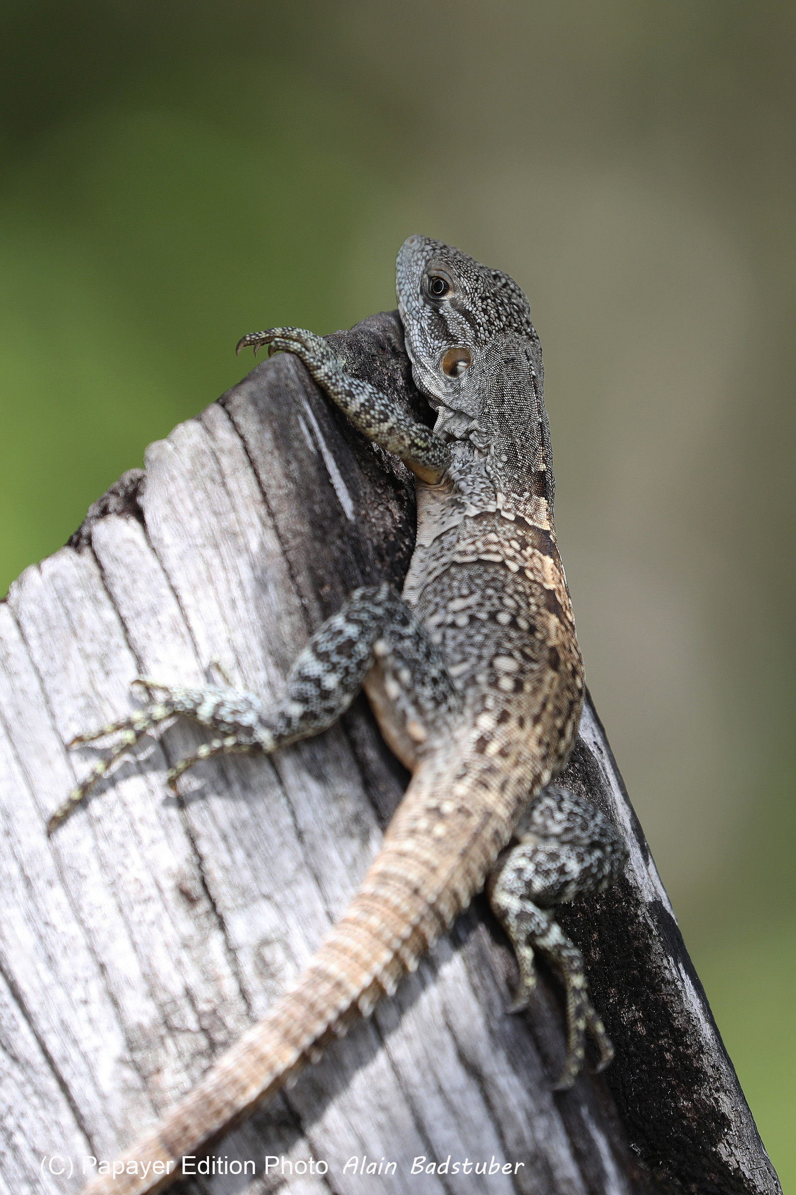 Premier séjour à Crooked Tree , au Bélize en octobre 2021 Premier séjour à Crooked Tree , au Bélize en octobre 2021