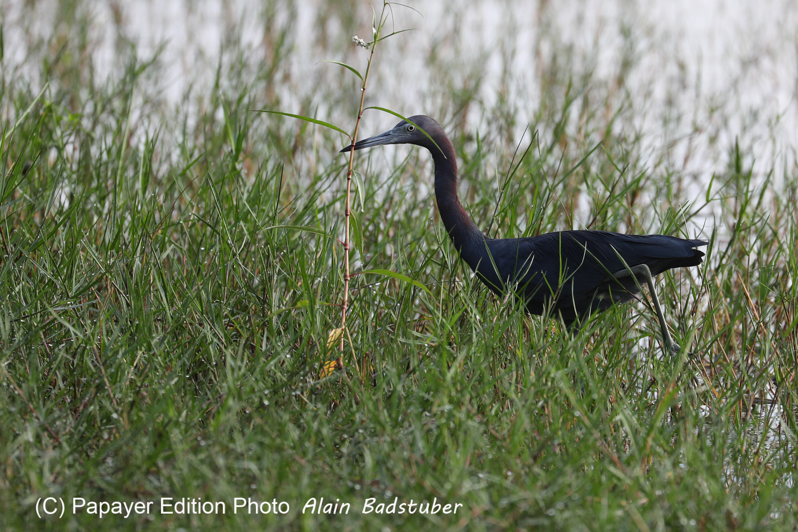 Premier séjour à Crooked Tree , au Bélize en octobre 2021