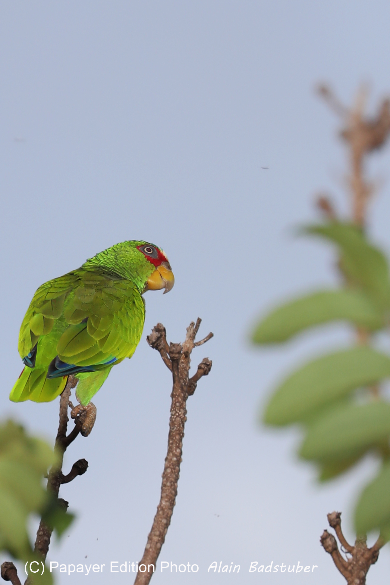 Premier séjour à Crooked Tree , au Bélize en octobre 2021 Premier séjour à Crooked Tree , au Bélize en octobre 2021