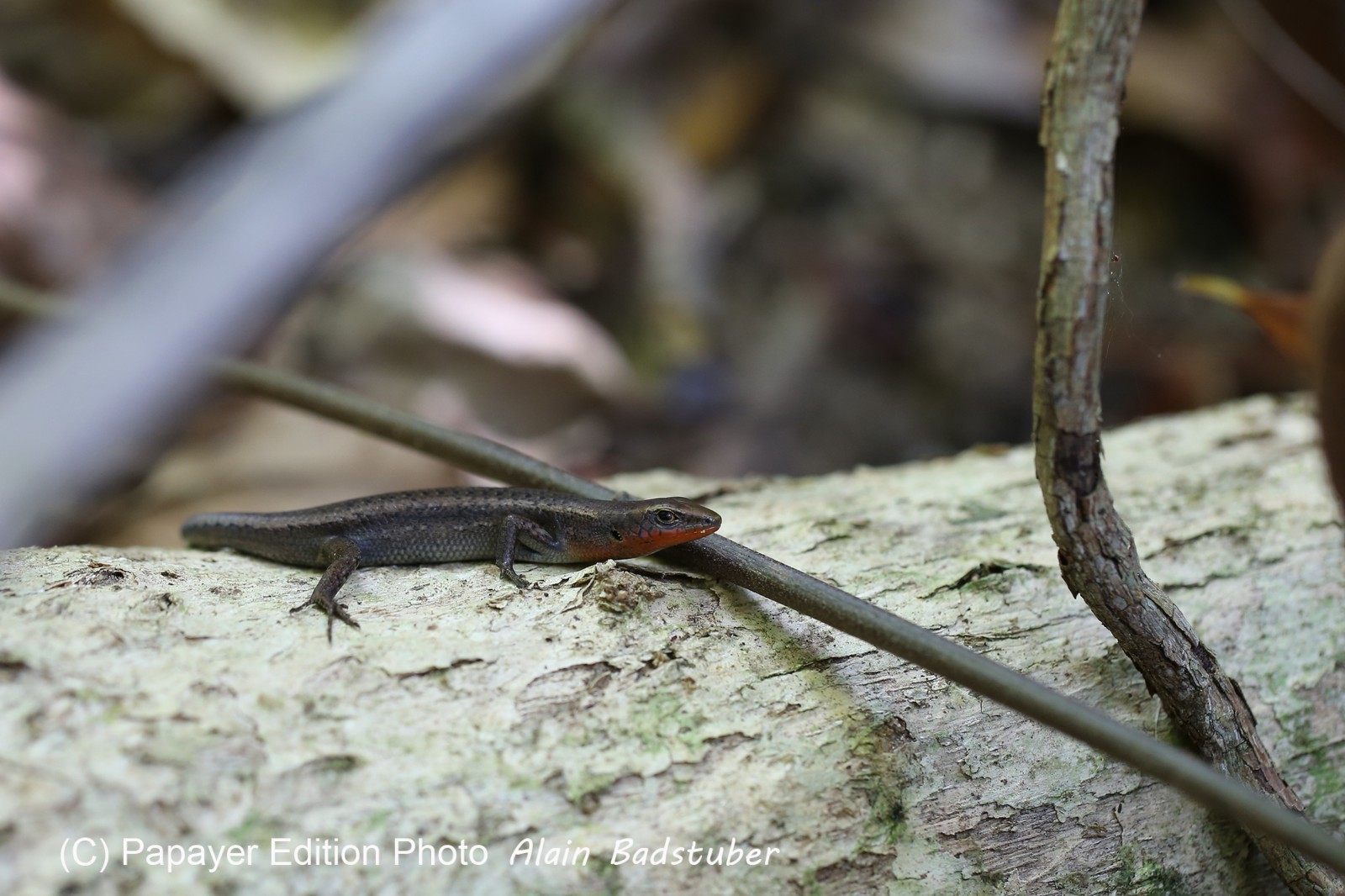 Reptiles à Cape Tribulation Reptiles à Cape Tribulation