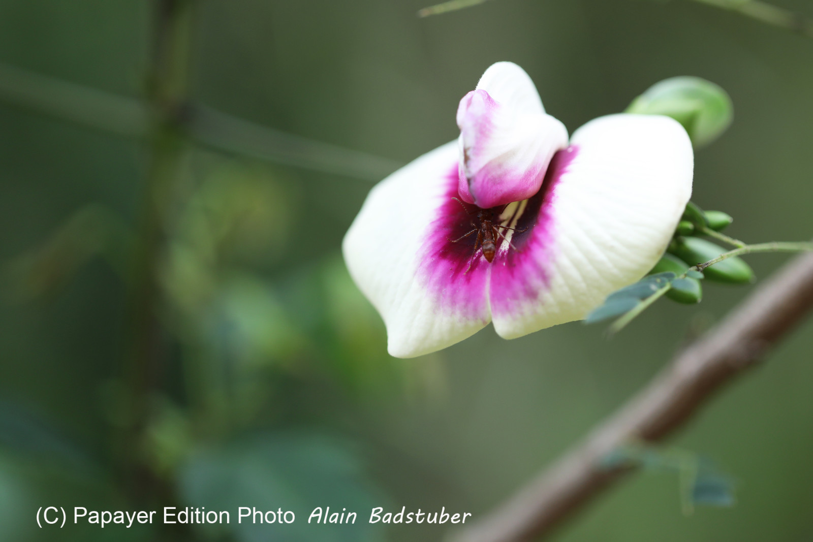 Deuxième séjour à Sarteneja, Bélize, Novembre - Décembre 2021