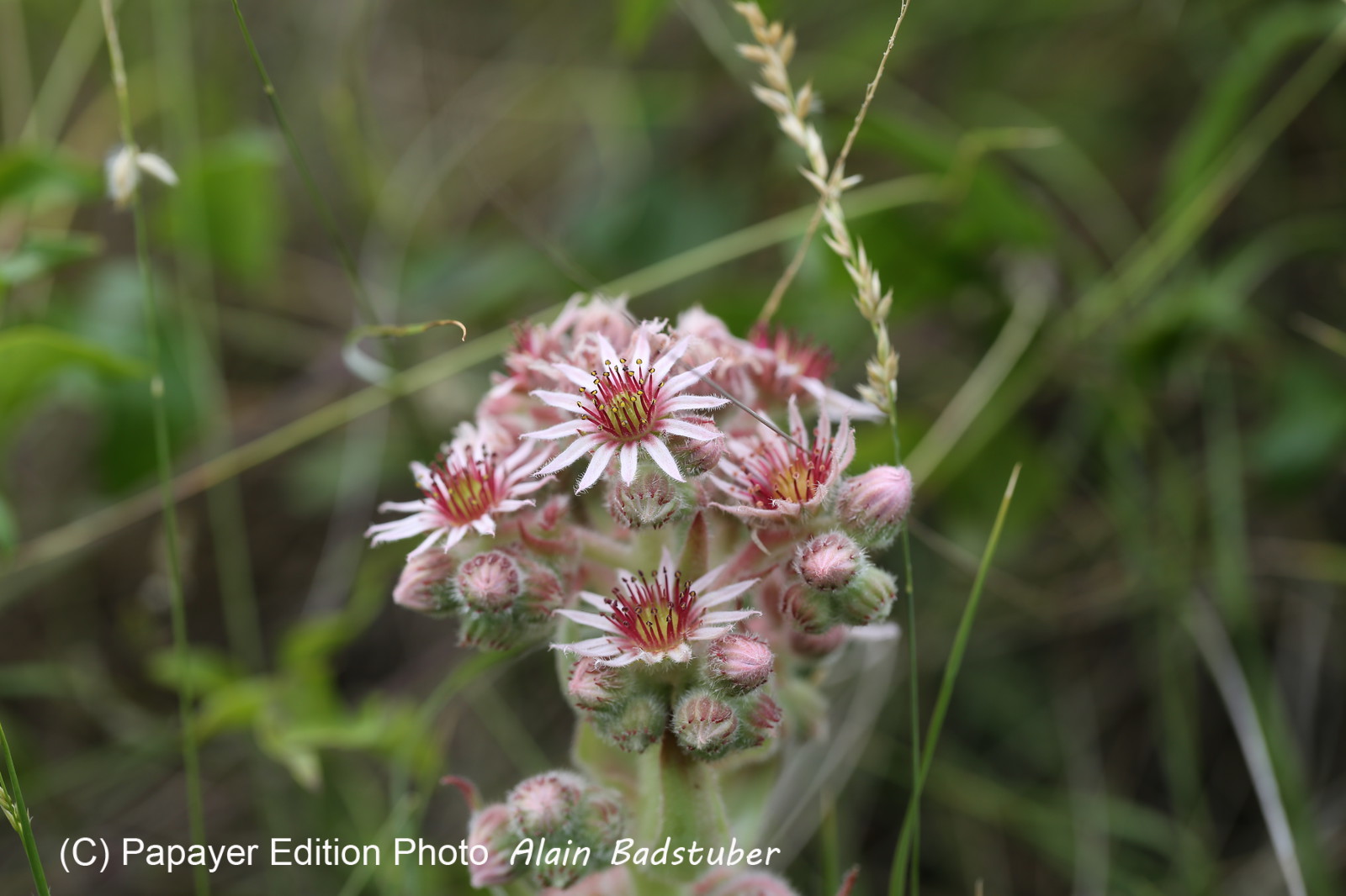 Follatères 2017 Follatères 2017