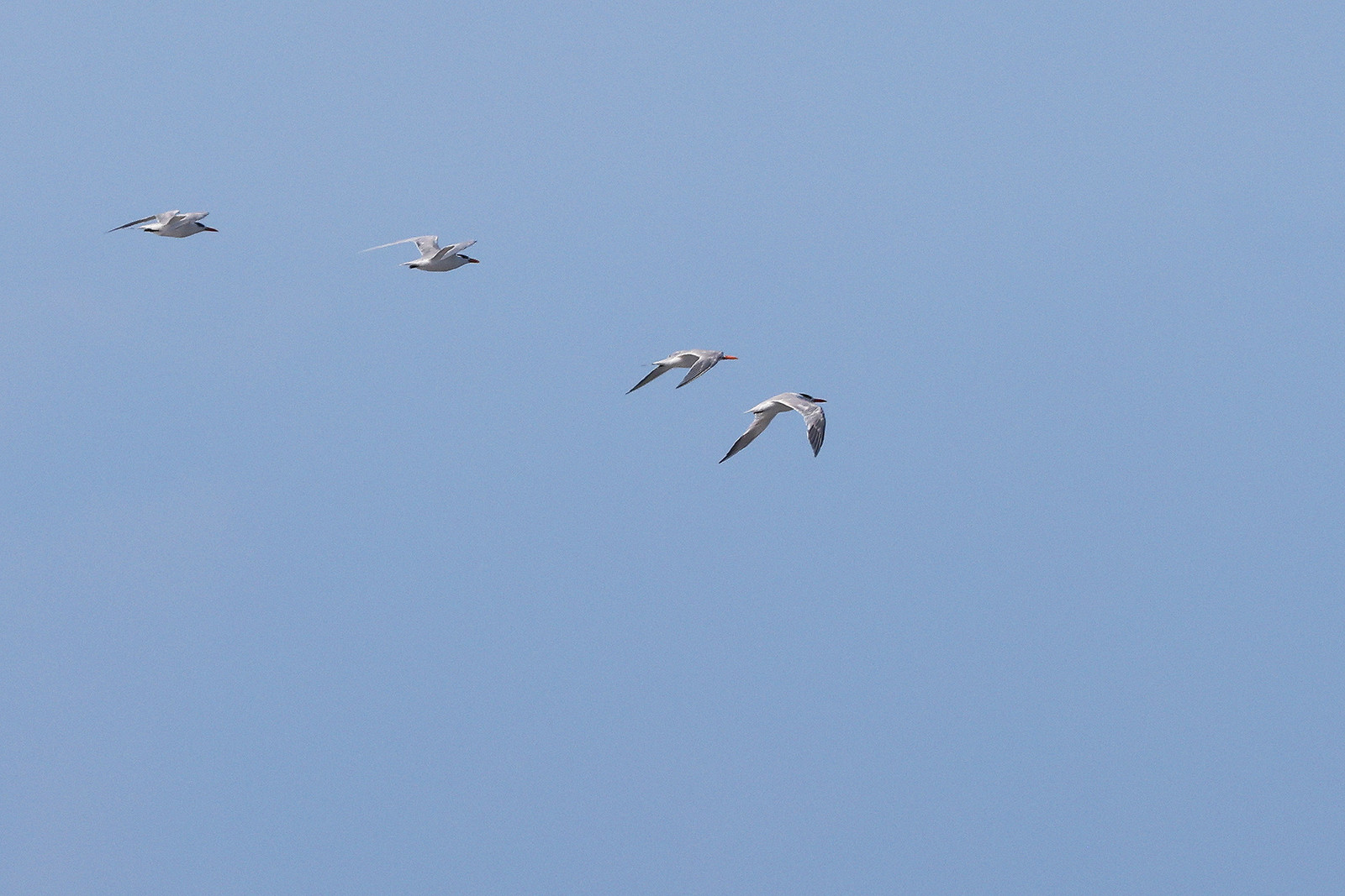 Sterne-royale_1.jpg Sterne-royale_1.jpg