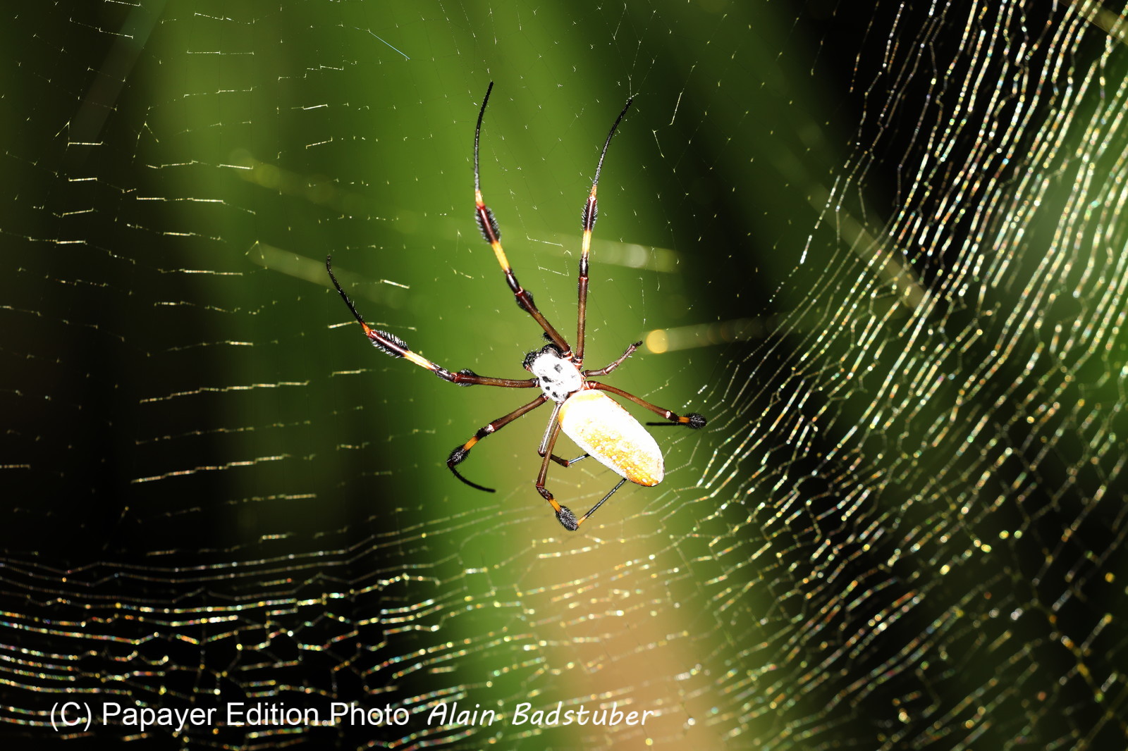 Hickatee Cottages, 4 jours de photo Hickatee Cottages, 4 jours de photo