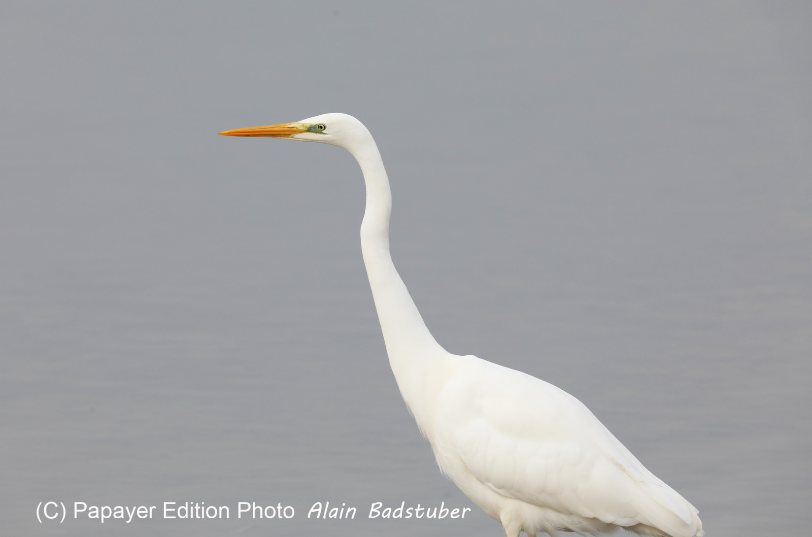 Faune et Flore de Suisse, 2022, Champs-Pittet, Grande Aigrette Faune et Flore de Suisse, 2022, Champs-Pittet, Grande Aigrette