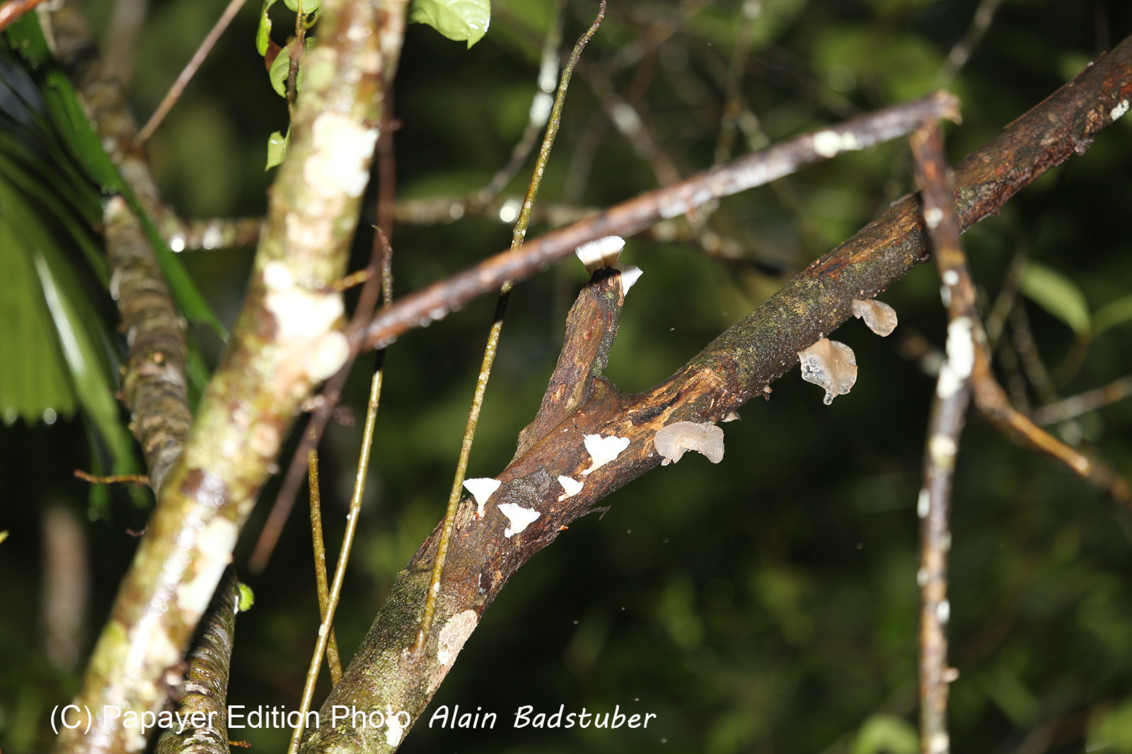 L'Australie à Cow Bay et Cape Tribulation en 2017 L'Australie à Cow Bay et Cape Tribulation en 2017
