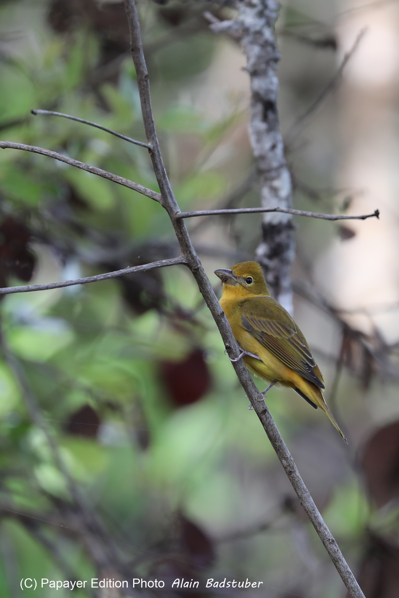 Premier séjour à Crooked Tree , au Bélize en octobre 2021 Premier séjour à Crooked Tree , au Bélize en octobre 2021