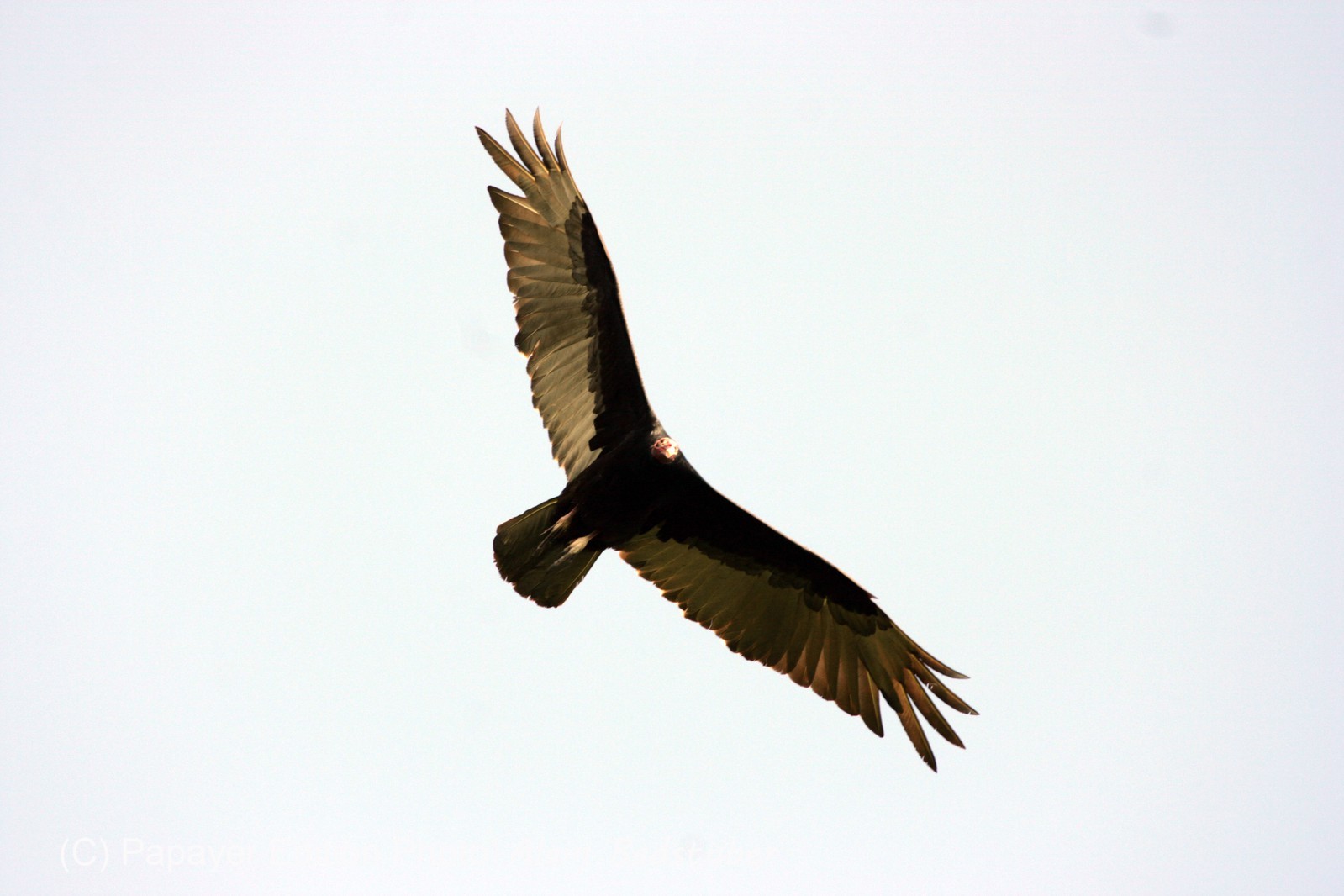 Images_Belize_2011_080