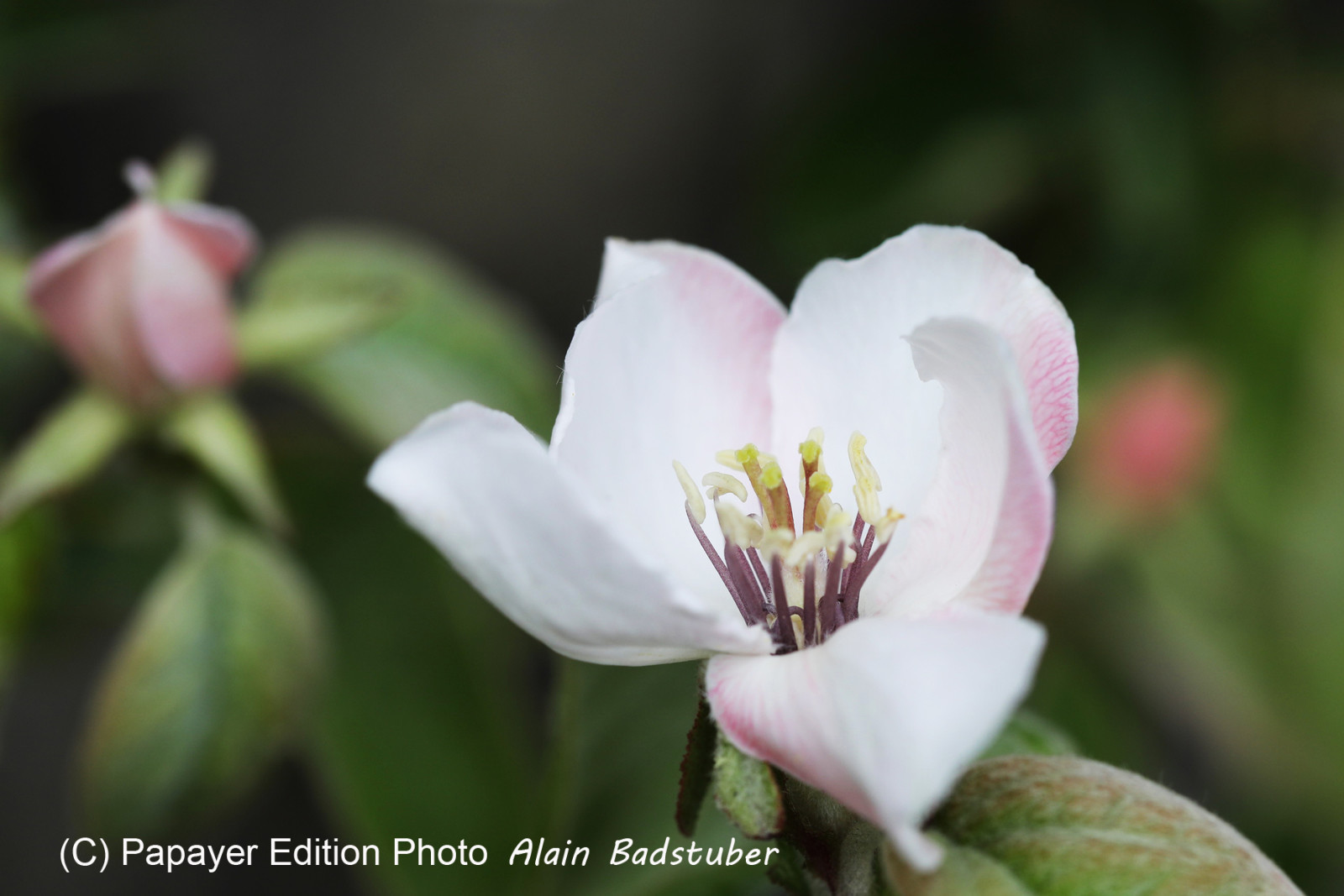 Rosacae en cours de détermination... Rosacae en cours de détermination...