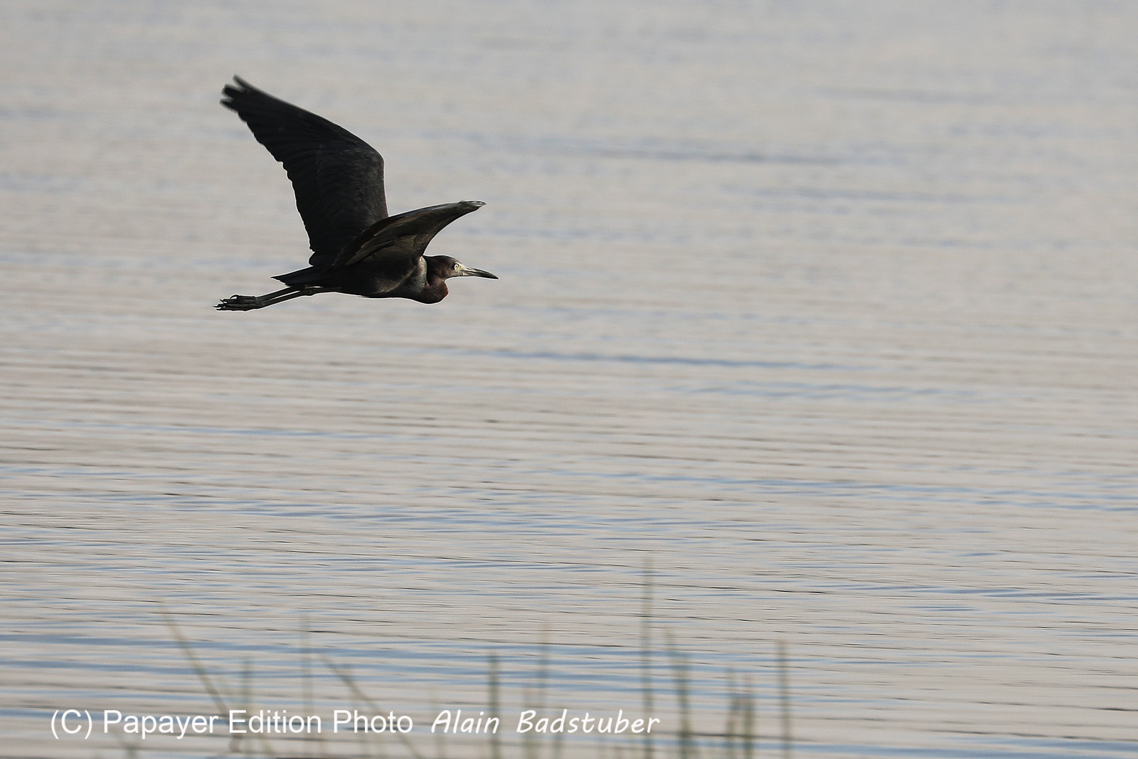 Premier séjour à Crooked Tree , au Bélize en octobre 2021 Premier séjour à Crooked Tree , au Bélize en octobre 2021