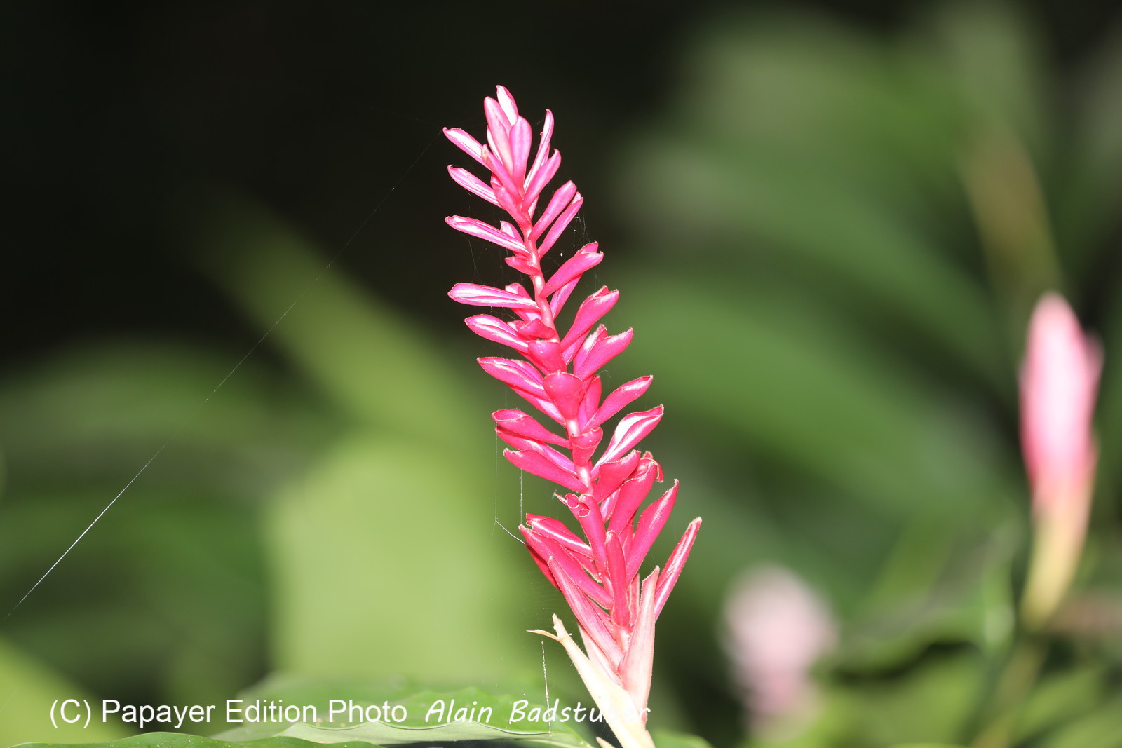 Quatre jours de terrain à Punta Gorda Quatre jours de terrain à Punta Gorda