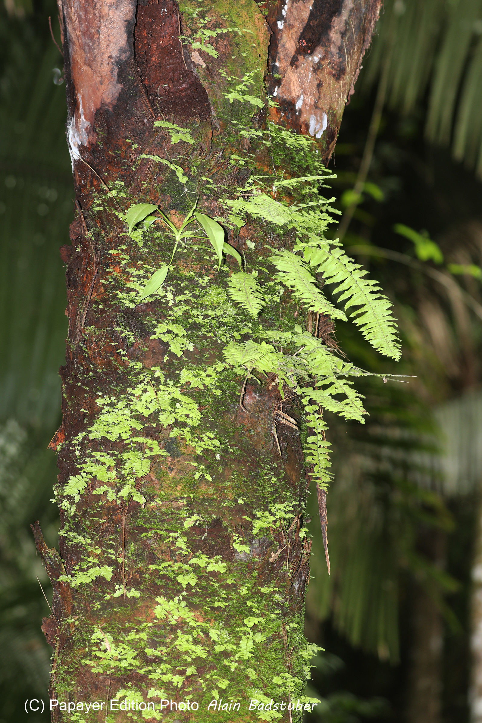 Quatre jours de terrain à Punta Gorda Quatre jours de terrain à Punta Gorda