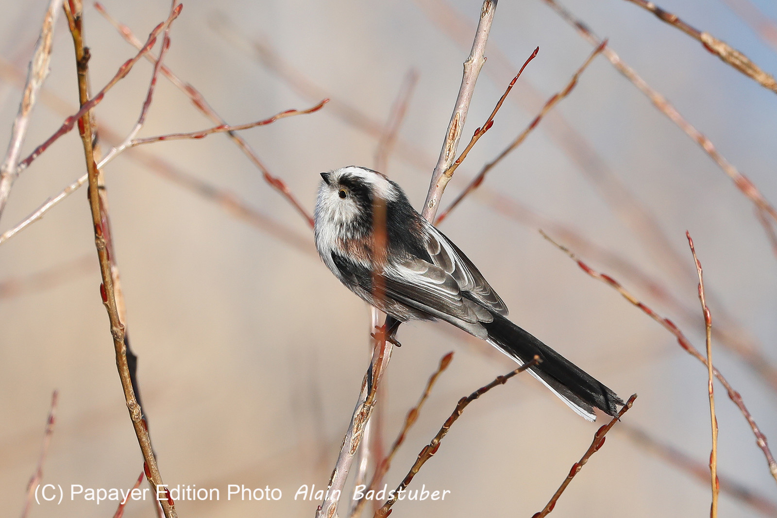 Faune et Flore de Suisse, 2022, Vaumarcus, Mésange à longue queue