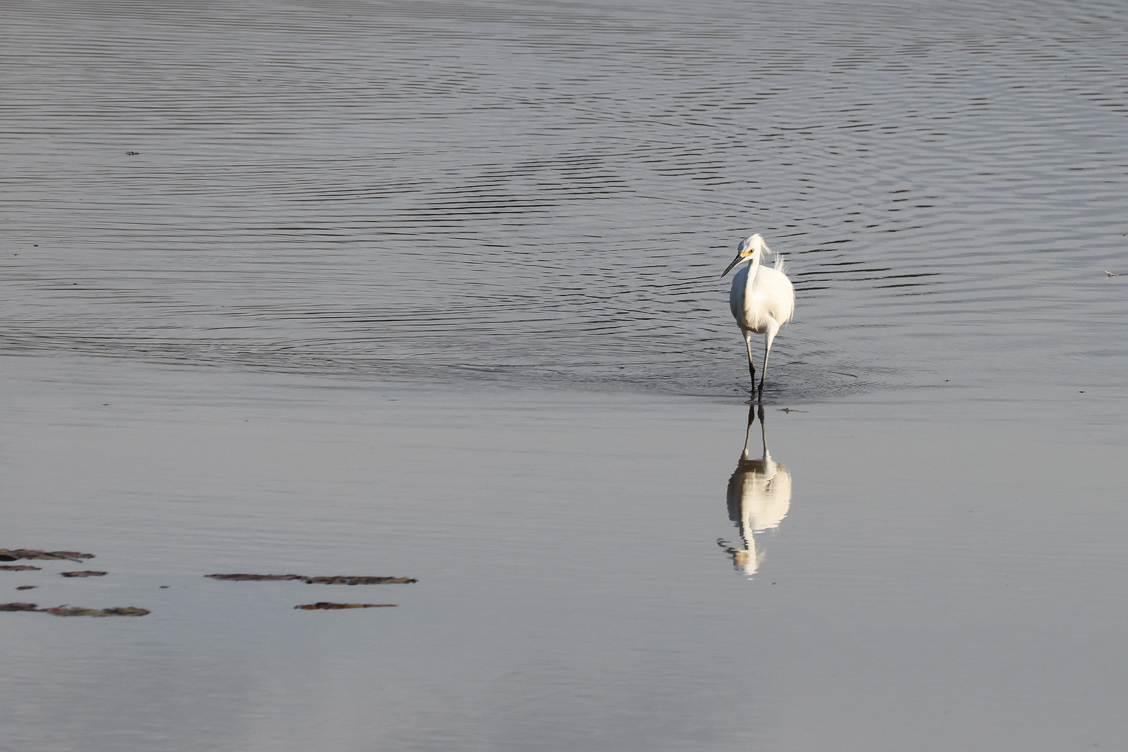 Aigrette-neigeuse_6.jpg