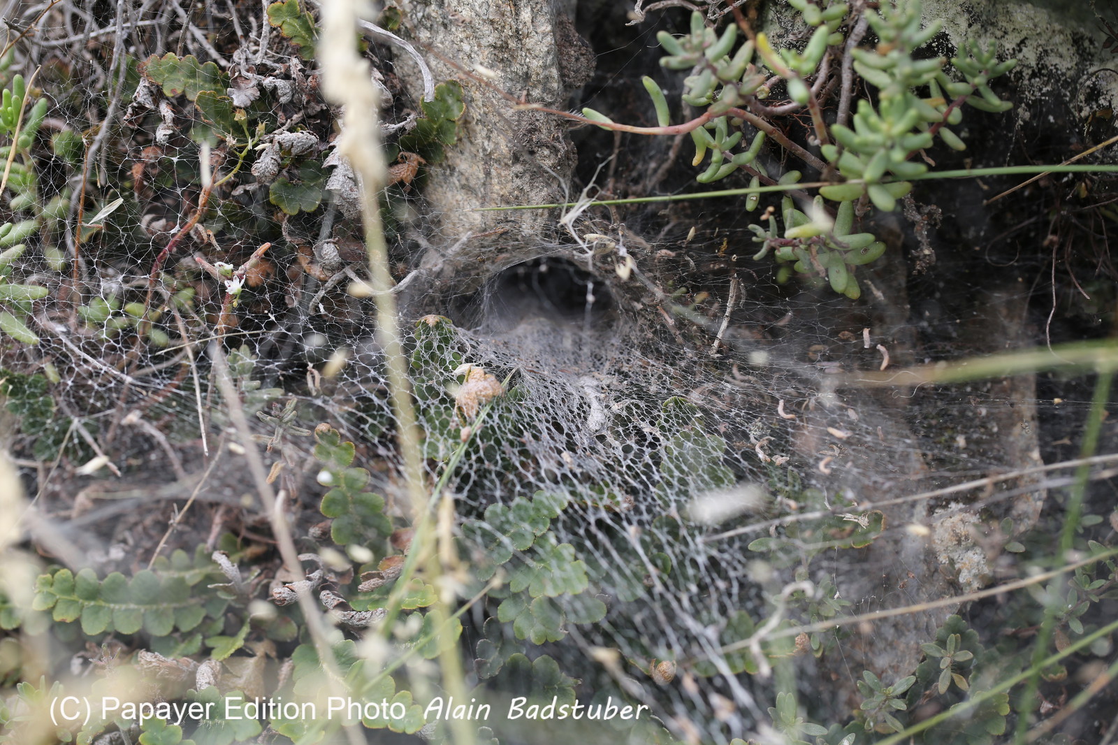 Follatères 2017 Follatères 2017