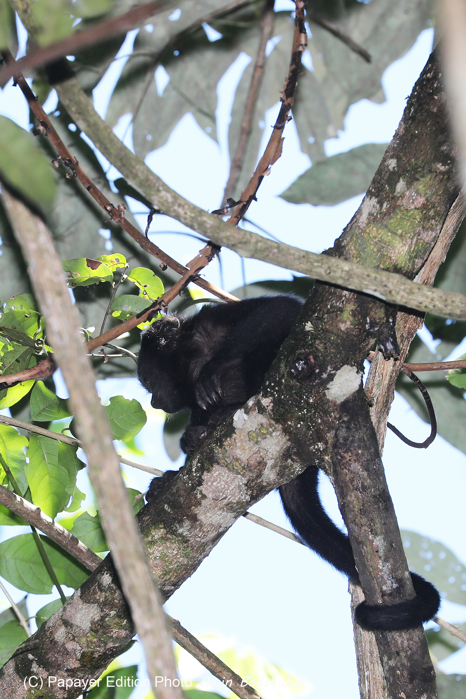 Singes hurleurs à Punta Gorda, Bélize Singes hurleurs à Punta Gorda, Bélize