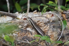 Reptiles à Cape Tribulation
