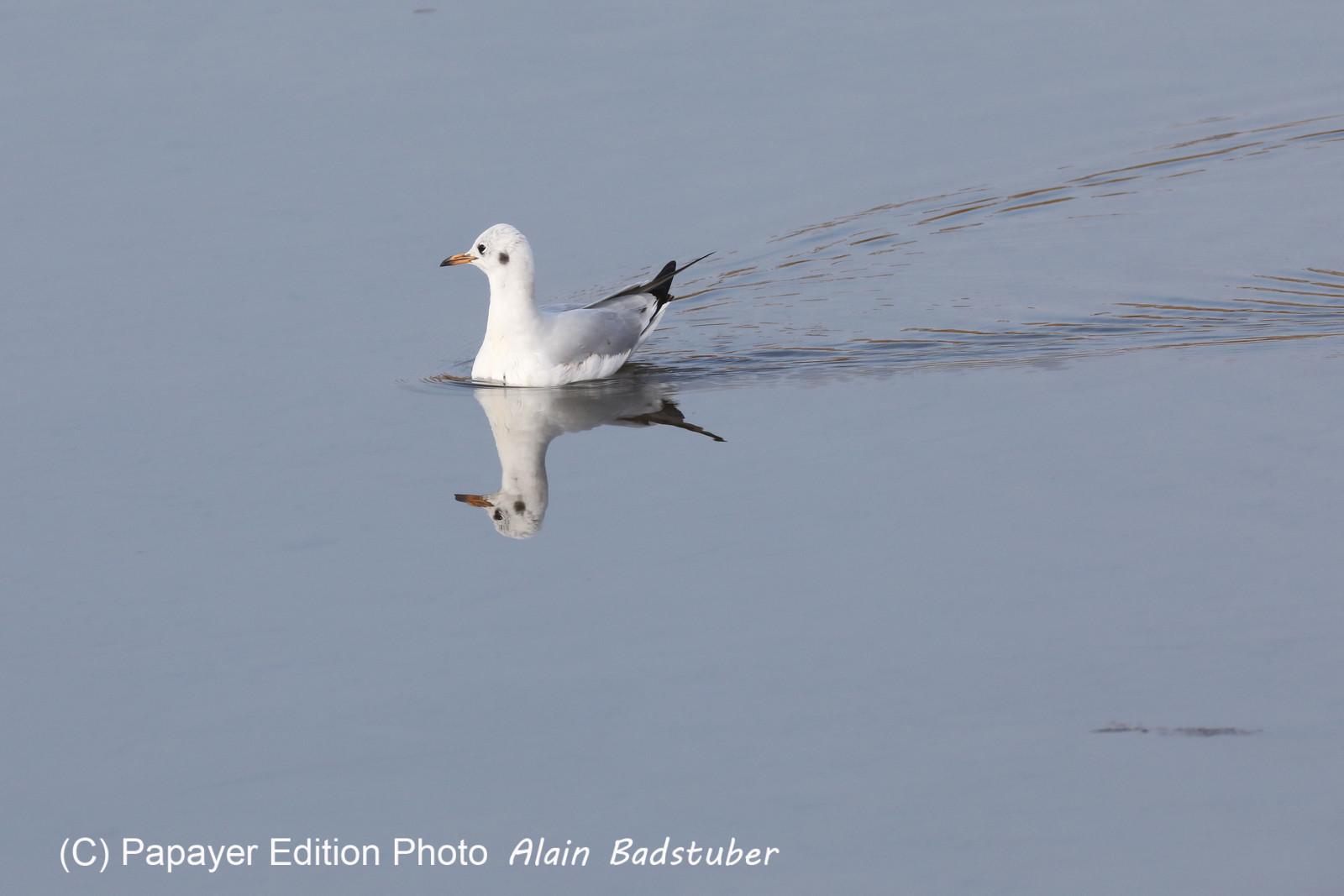 Faune et Flore de Suisse, 2022, Champs-Pittet, Mouette rieuse