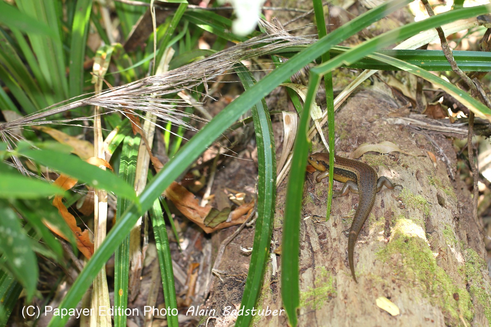 Reptiles à Cape Tribulation