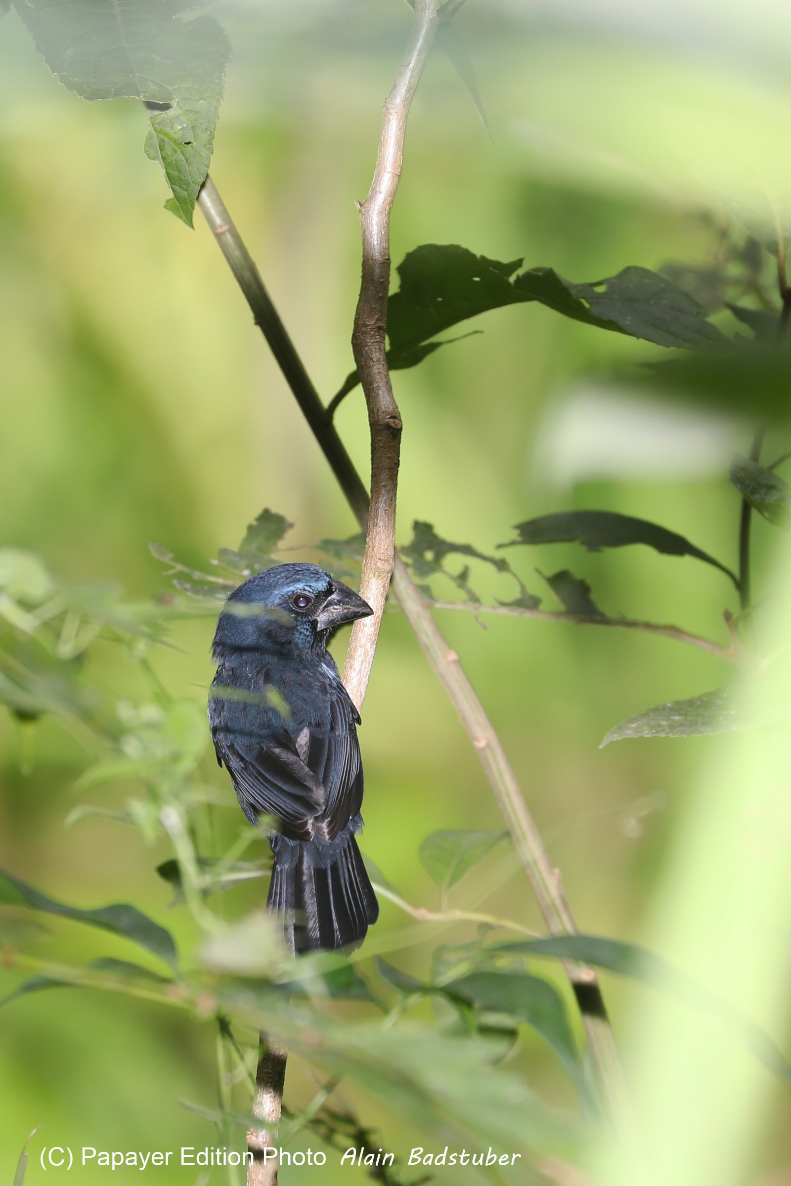 Quatre jours de terrain à Punta Gorda Quatre jours de terrain à Punta Gorda