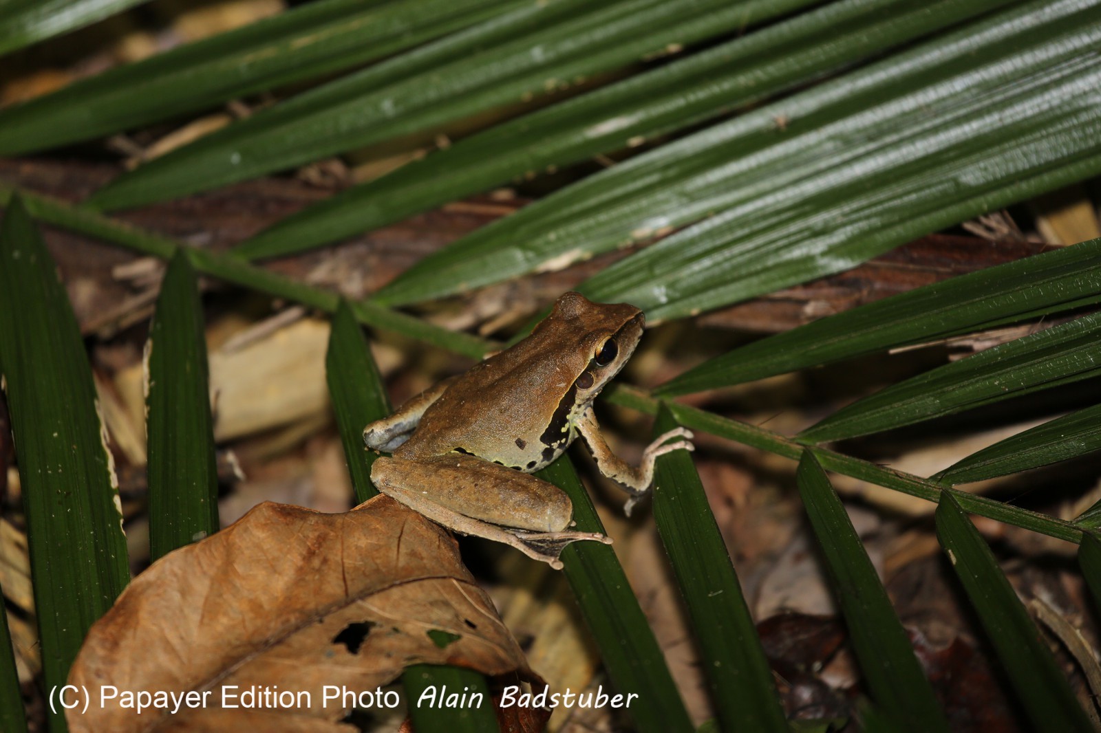 Grenouille à Cape Tribulation