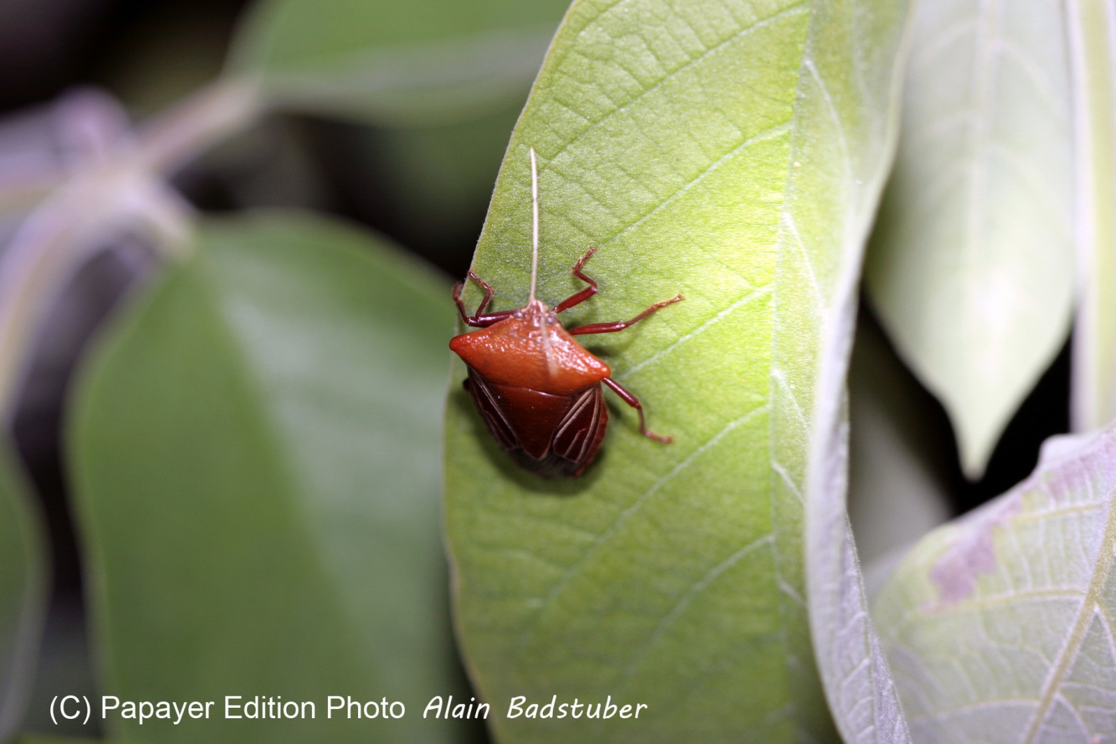 Images_Belize_2011_323