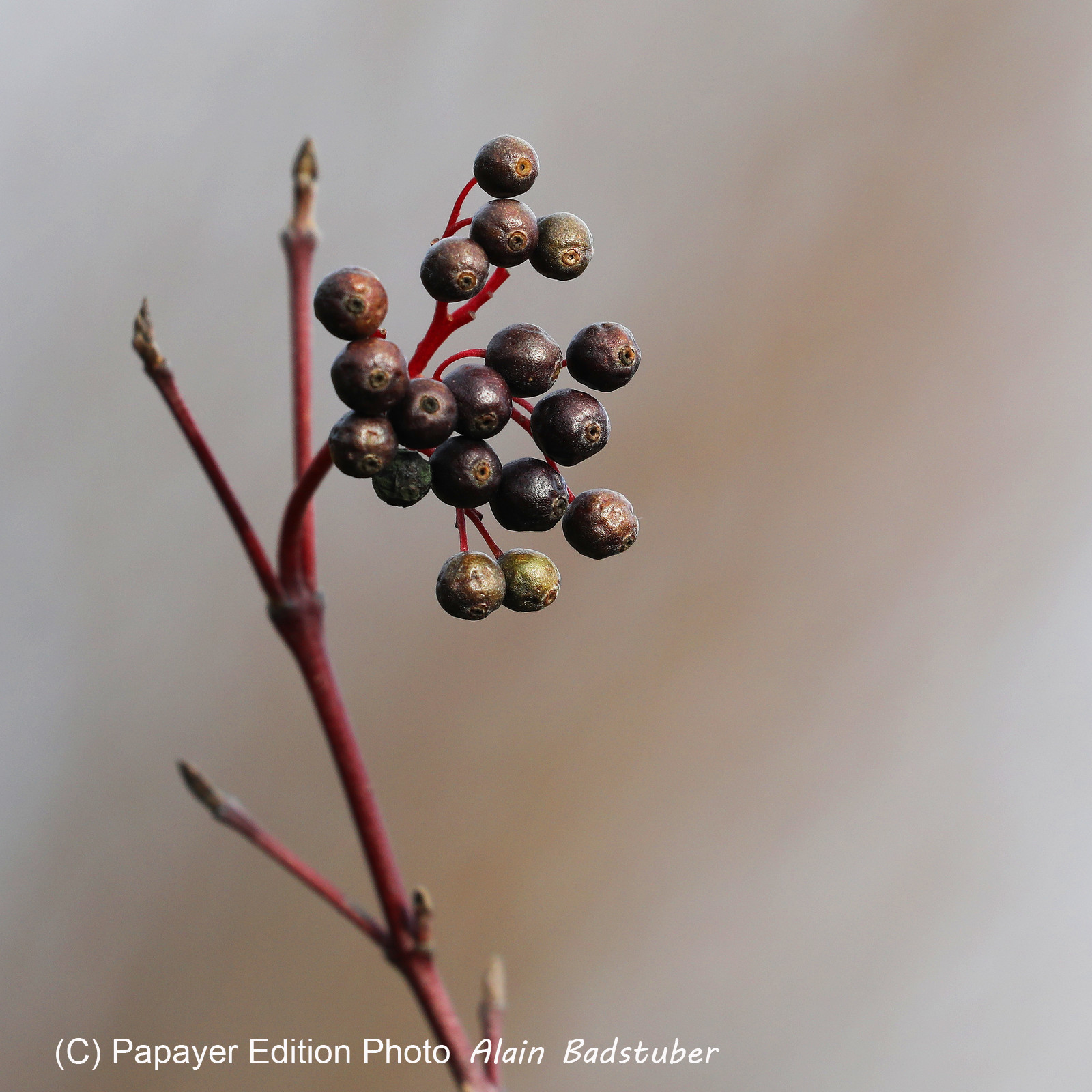 Faune et Flore de Suisse, 2022