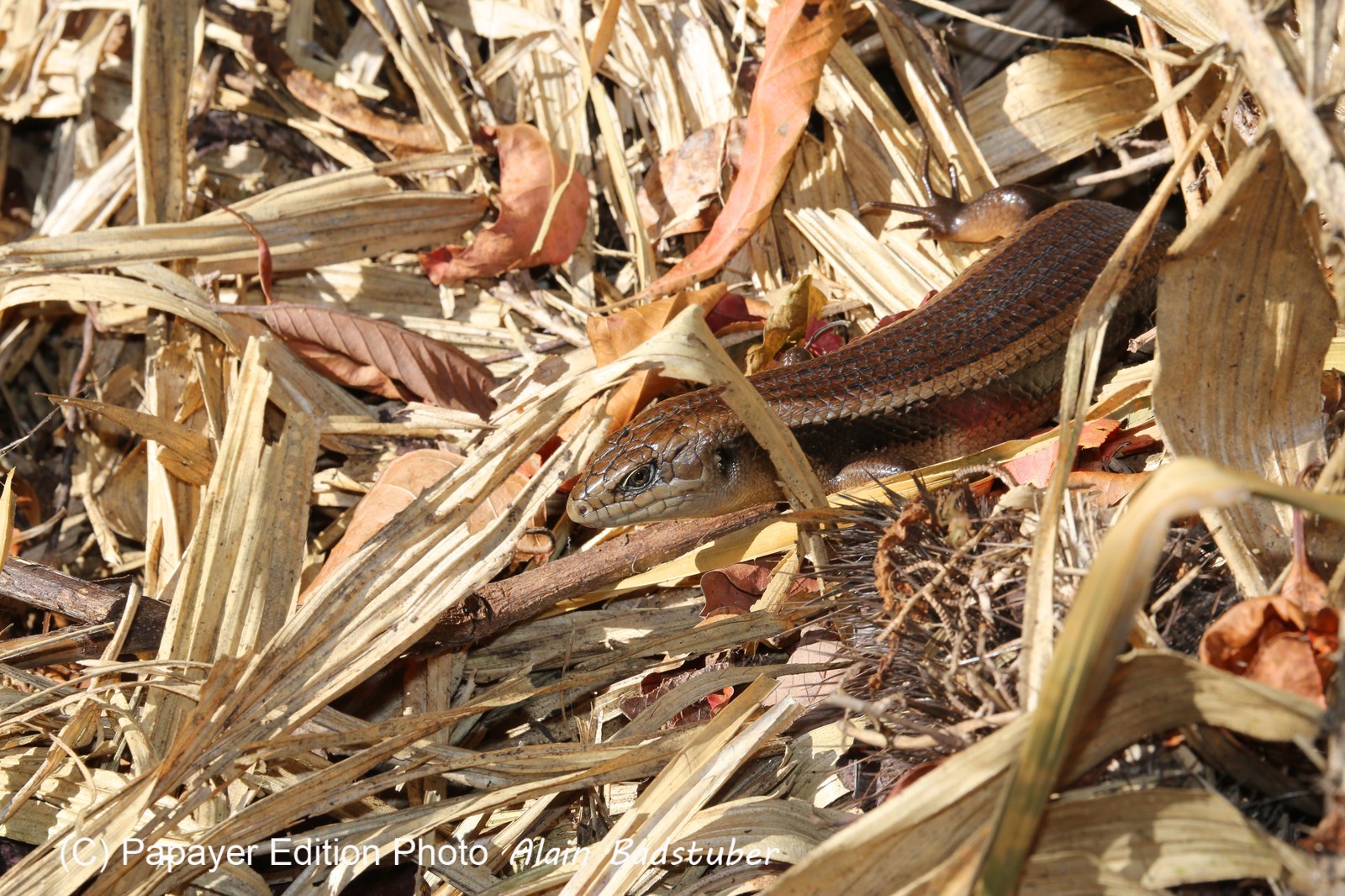 Reptiles à Cape Tribulation