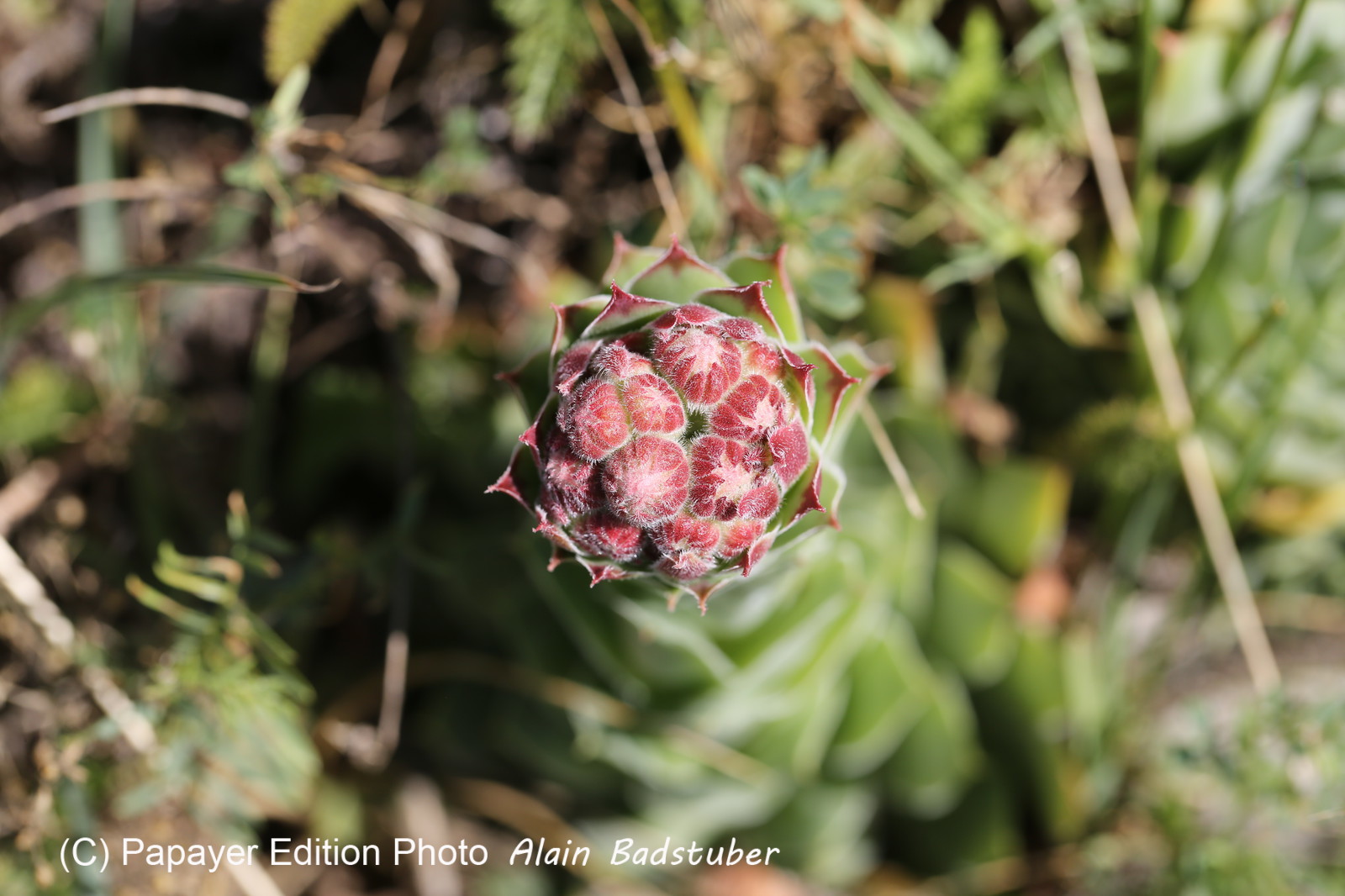 Follatères 2017 Follatères 2017