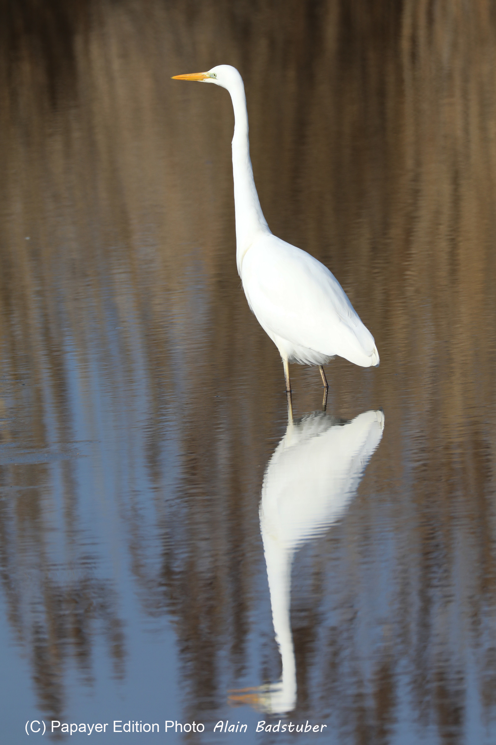 Faune et Flore de Suisse, 2022, Champs-Pittet, Grande Aigrette