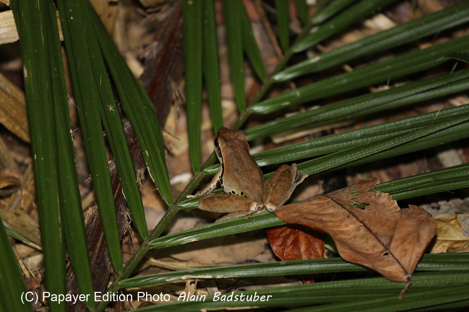 Grenouille à Cape Tribulation
