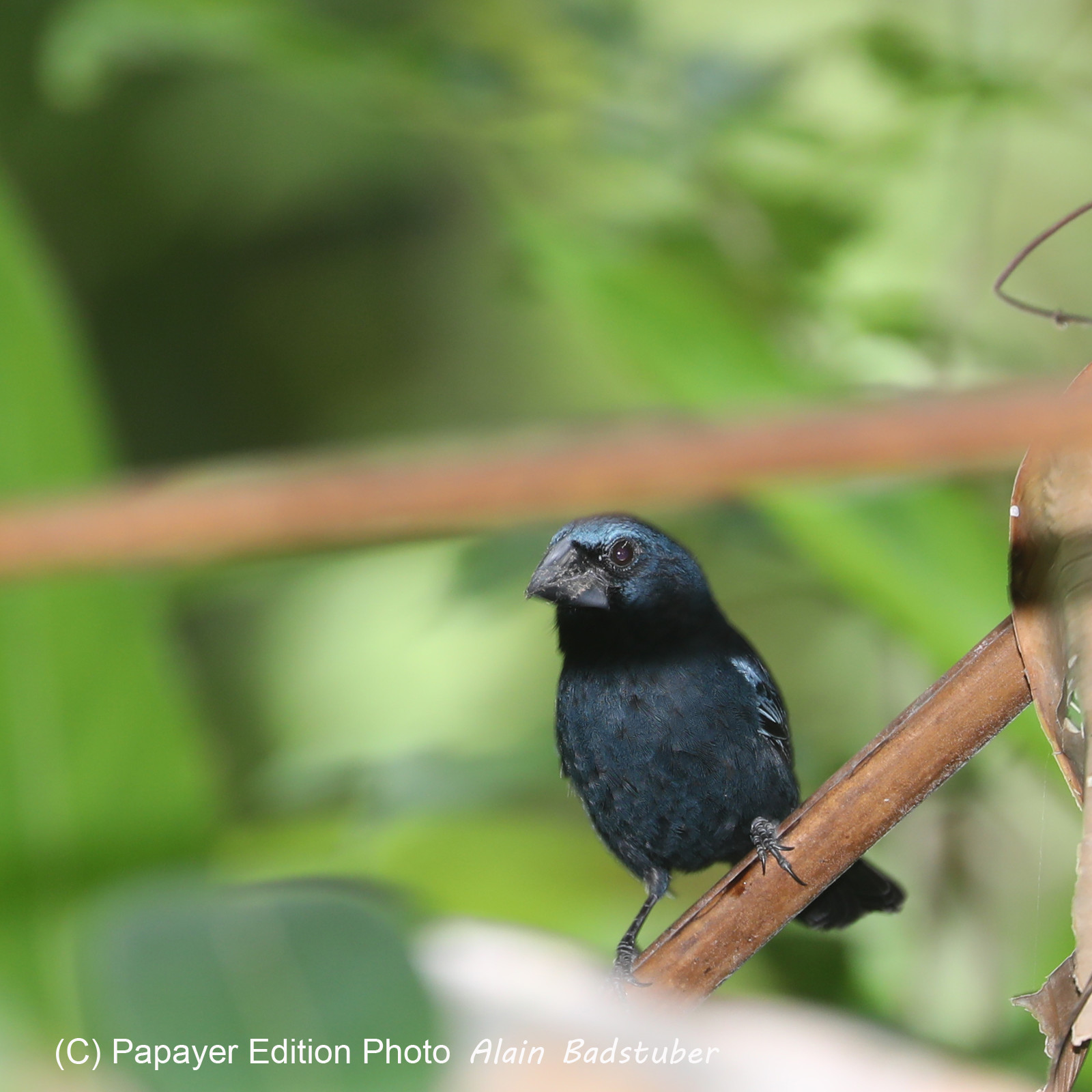 Quatre jours de terrain à Punta Gorda Quatre jours de terrain à Punta Gorda