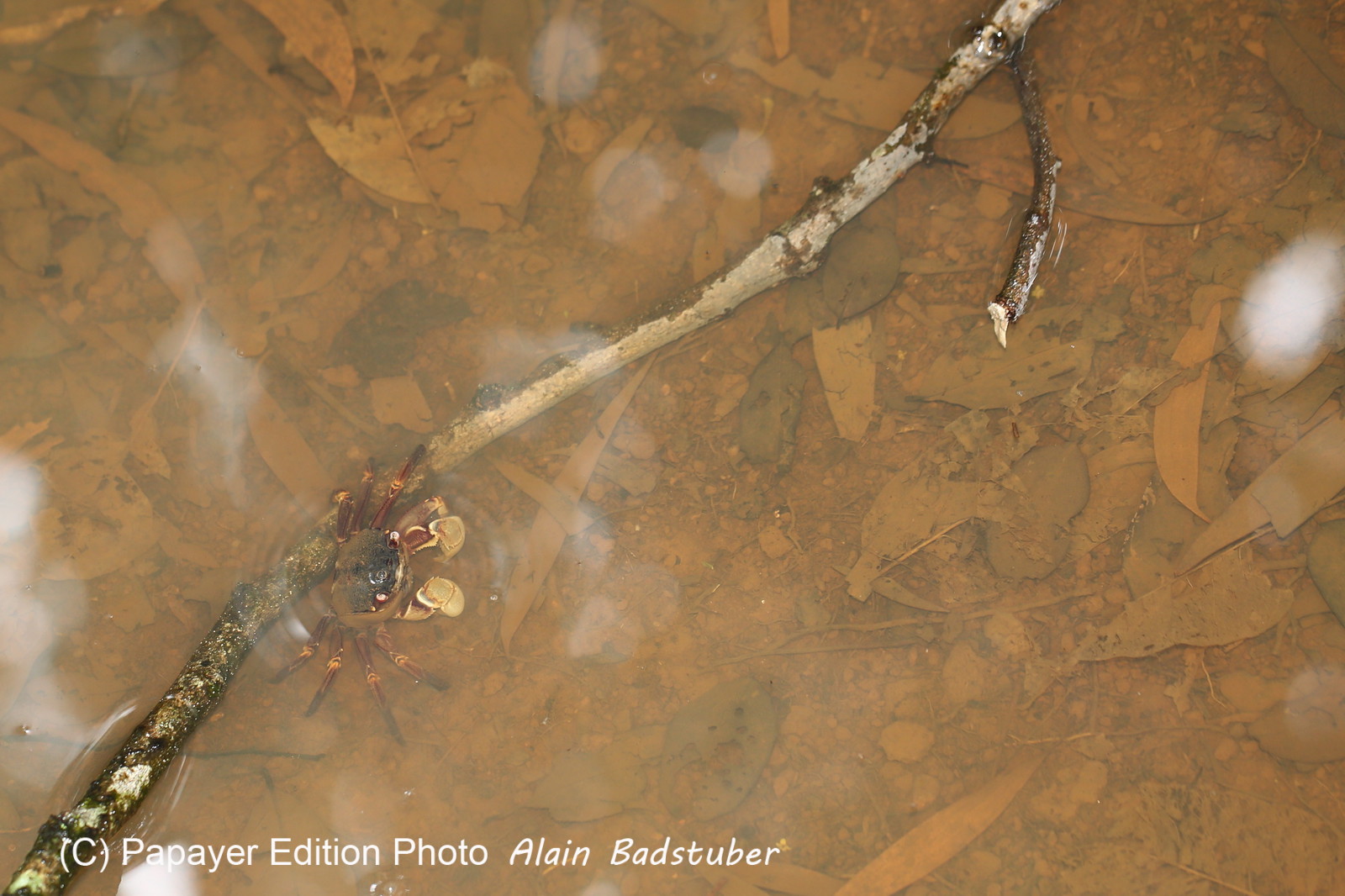 L'Australie à Cow Bay et Cape Tribulation en 2017