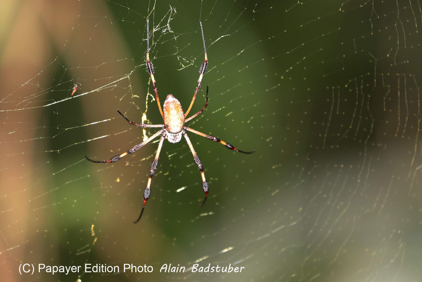 Quatre jours de terrain à Punta Gorda