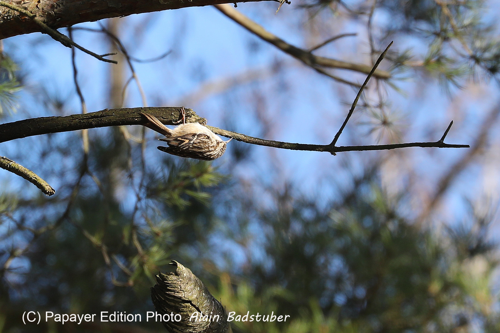Faune et Flore de Suisse, 2022