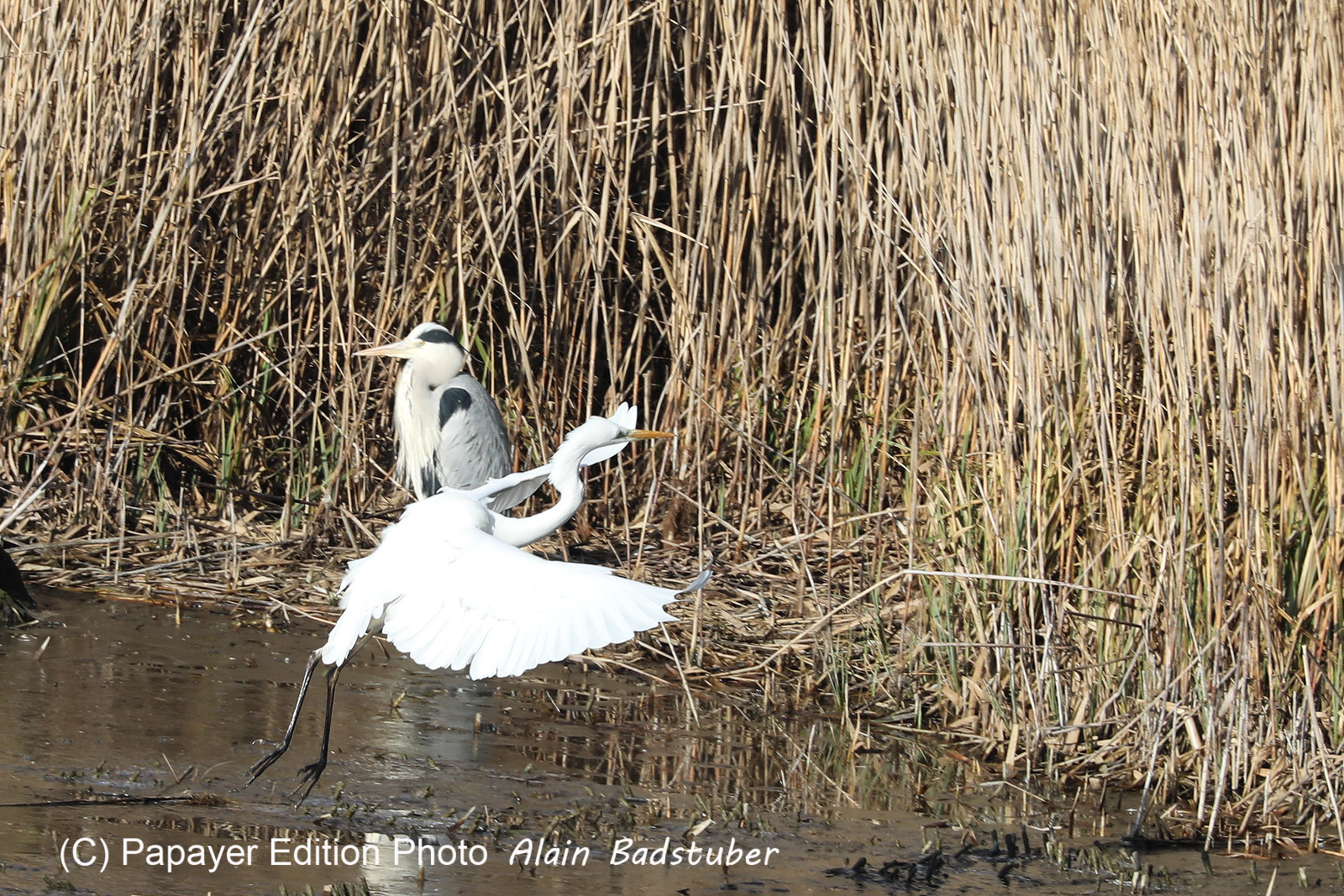 Faune et Flore de Suisse, 2022