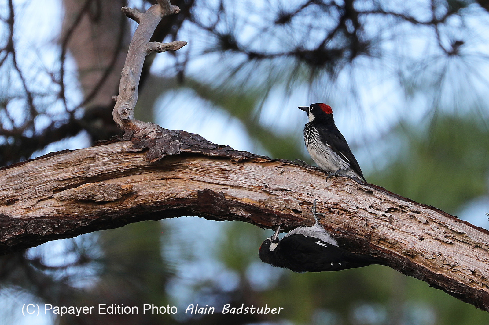 Premier séjour à Crooked Tree , au Bélize en octobre 2021 Premier séjour à Crooked Tree , au Bélize en octobre 2021